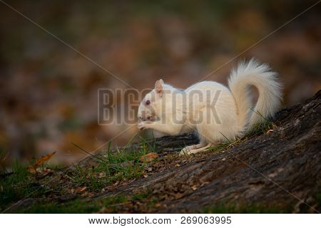 A White Squirrel In The Trees In Olney Community Park In Olney, Illinois.
