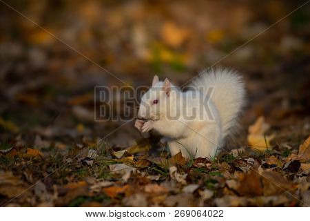 A White Squirrel In The Trees In Olney Community Park In Olney, Illinois.