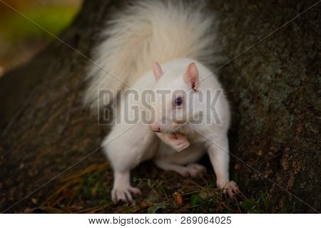 A White Squirrel In Olney Community Park In Olney, Illinois.