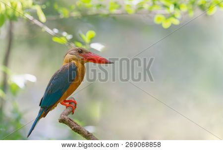 Strork Billed Kingfisher Is A Tree Kingfisher Which Is Widely But Sparsely Distributed In The Tropic