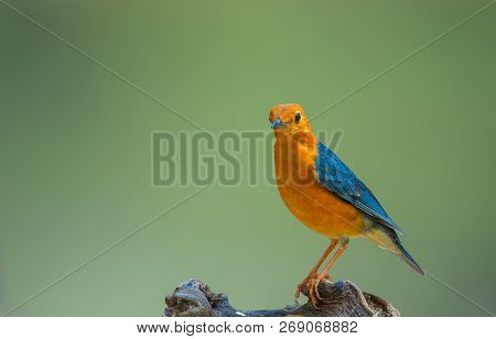 Orange-headed Thrush Zoothera Citrina Beautiful Male Birds Of Thailand