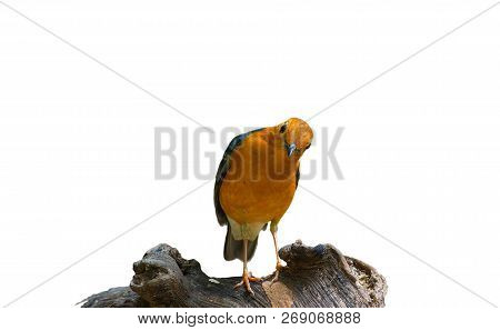 Beautiful Colorful Bird, Orange Headed Thrush (geokichla Citrina) On White Background, Bird Of Thail