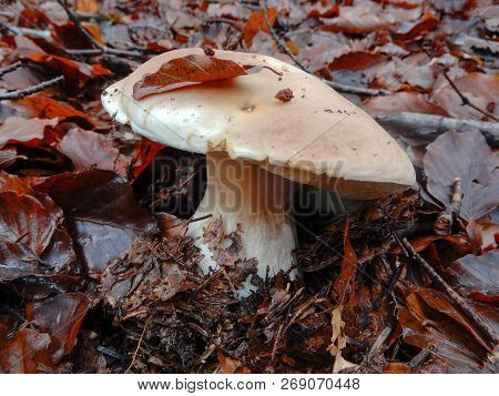 Boletus Edulis Mushroom In A Beeches Forest, Italy