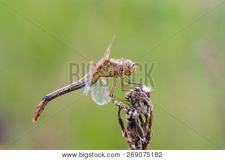 Dragonfly Insect, Closeup Side View. Sympetrum Flaveolum