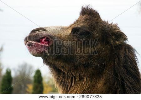Bactrian Camel Chews Sugar Beet (camelus Bactrianus)