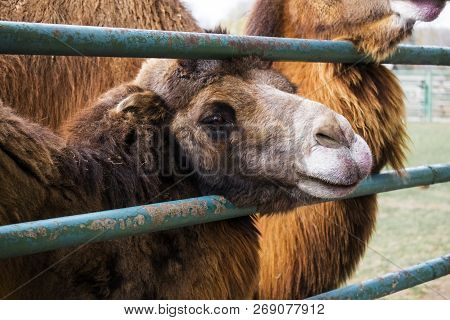 Brown Bactrian Camel Stuck His Head Through The Fence And Watching With Sadness In His Eyes (camelus