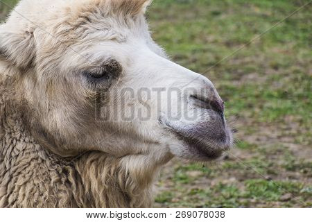 Head Of White Bactrian Camel Close Up (camelus Bactrianus)