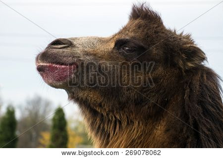 Head Of Bactrian Camel In Half-face (camelus Bactrianus)