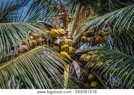 A Palm Tree In The South Of Sri Lanka