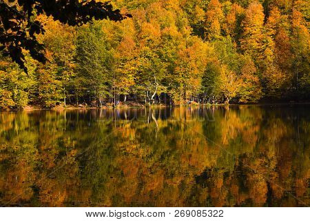 Fall Trees At A Lake Edge Of Yedigoller National Park, Turkey