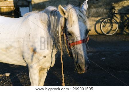 Rare Shadow On White Horse Face And There Is A Bike At The Background