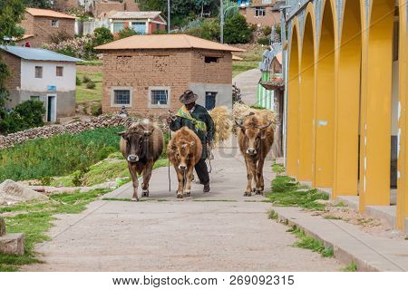 Amantani, Peru - May 15, 2015: Native Peasant With His Cattle In A Village On Amantani Island In Tit