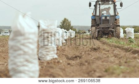 The Tractor Plows And Digs Out The Carft. White Full Sacks Of Potatoes Are Standing In The Field. Ha