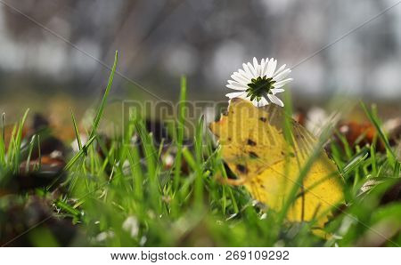 An Autumn Mayweed With A Yellow Leaf