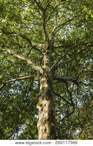 View Of A Large Platanus Tree. Sunny Day In Summer.