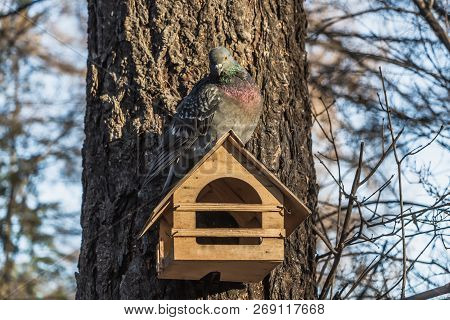 A Gray Pigeon With Rainbow Neck And Bright Eyes Sits On A Yellow Bird And Squirrel Feeder House From