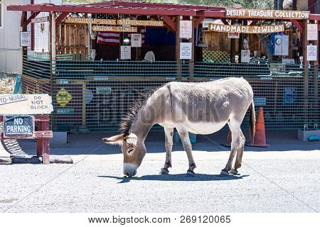 May 15 2018 - Oatman, Arizona:  Wild Burro On The Streets Of Oatman Arizona, Along Route 66, Eating 