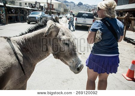 May 15 2018 - Oatman, Arizona: Woman Tourist Feeds A Wild Burro On The Streets Of Oatman Arizona, Al