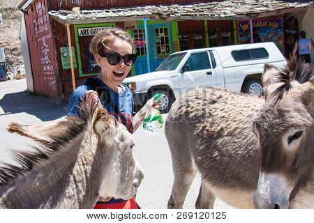 May 15 2018 - Oatman, Arizona: Woman Tourist Feeds A Wild Burro On The Streets Of Oatman Arizona, Al
