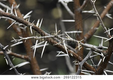 White Thorn Covered Tree Branches (vachellia Sp.)