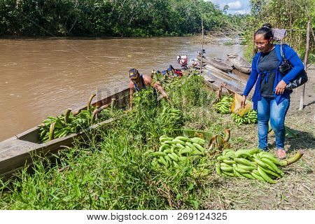 Loreto, Peru - July 13, 2015: Locals Transport Bunches Of Plantains In Loreto Region Of Peru