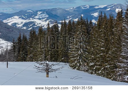 Picturesque Winter Sunny Day Carpathian Mountain View From Skupova Mountain Slope, Ukraine. View To 