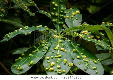 Close Up Of Tree Leaves Covered In Yellow And Green Galls