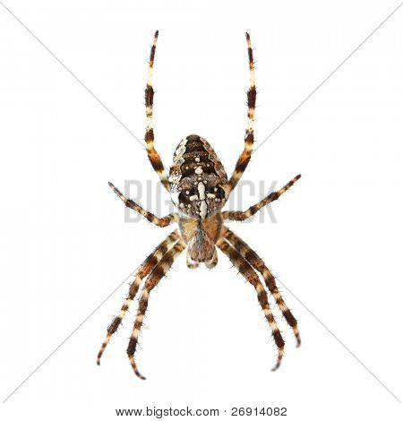 Spider isoleret på hvid