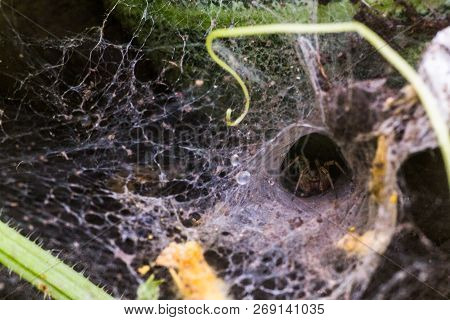 Spider Wove A Web In The Form Of A Tunnel. Spider On Vegetable Beds. Scary Insect.
