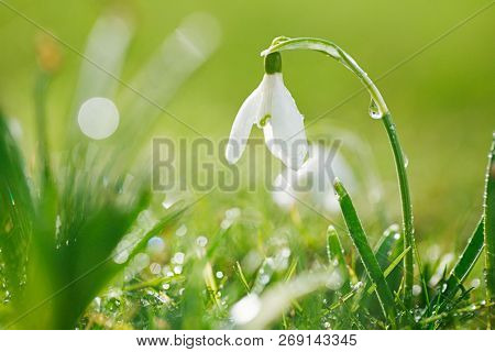 Snowdrops flower is one of the spring symbols with glittering grass