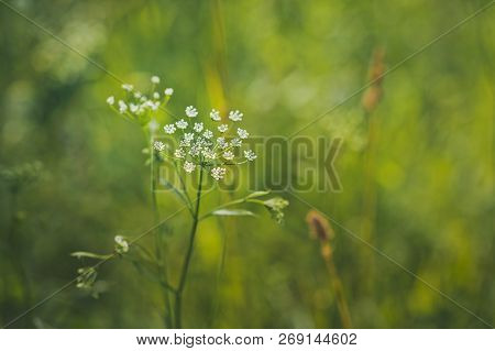 Photo Grass Bedrenets Saxifrage In High Resolution.