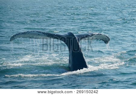 Tail Of Humpback Whale In The Ocean During Whale Watch Trip