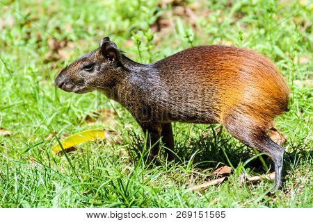 Agouti At Ile Royale, One Of The Islands Of Iles Du Salut Islands Of Salvation In French Guiana