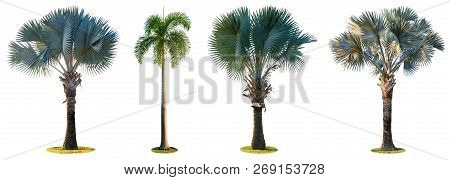 High Palm Trees (livistona Rotundifolia Or Fan Palm.) Isolated On White Background.