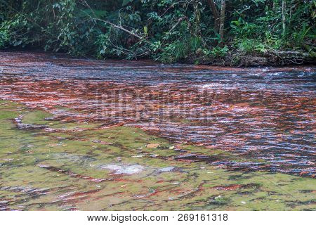 Qubrada De Jaspe Jasper Creek Is The River And A Series Of Cascades In National Park Canaima, Venezu