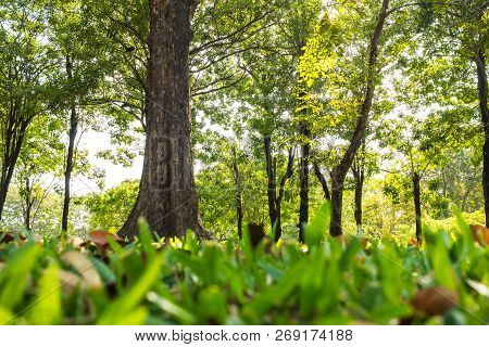 Green Sward Park At Morning Sunlight With Big Trees Outdoor At Lumphini Park, Bangkok