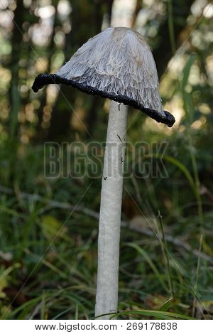 Shaggy Ink Cap - Coprinus Comatus 
Cap Liquifiing In Woodland