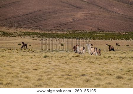 Herd Of Lamas Alpacas In Aguanapampa Area At Bolivian Altiplano