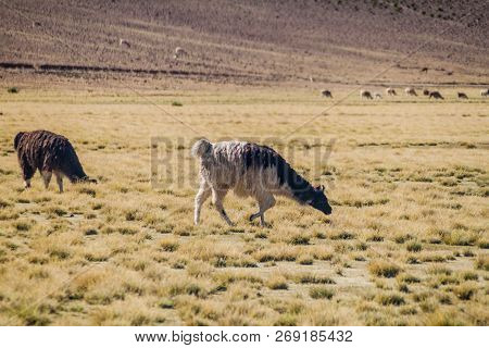 Herd Of Lamas Alpacas In Aguanapampa Area At Bolivian Altiplano