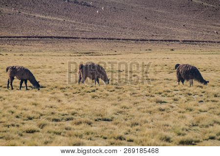 Herd Of Lamas Alpacas In Aguanapampa Area At Bolivian Altiplano