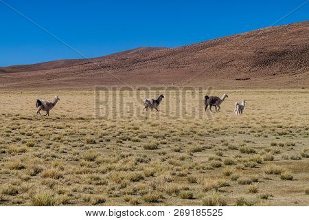 Herd Of Lamas Alpacas In Aguanapampa Area At Bolivian Altiplano