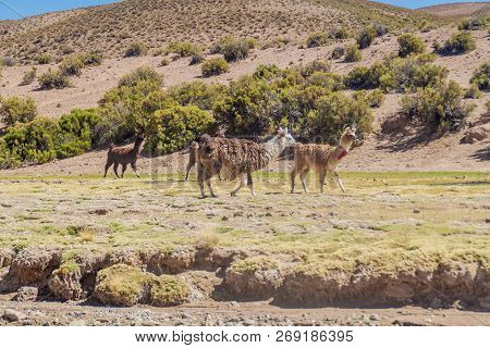 Herd Of Lamas Alpacas In Aguanapampa Area At Bolivian Altiplano