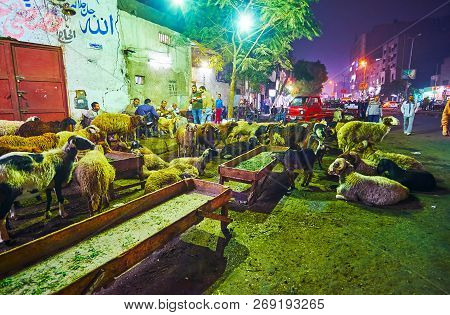 Cairo, Egypt - December 21, 2017: The Herd Of Sheep Are Grazing In Dirt On Sidewalk Of Al Azhar Aven