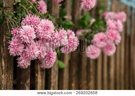 Autumn Flowers In The Garden, Beautiful Chrysanthemums. Gardening.
