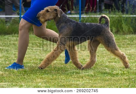 Running Nice Airedale Terrierdog Pet Portrait Photo