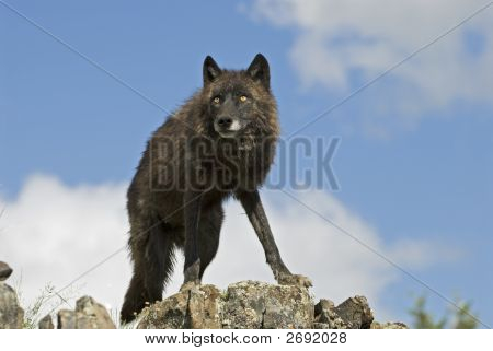 หมาป่าสีเทา (ดำระยะ)