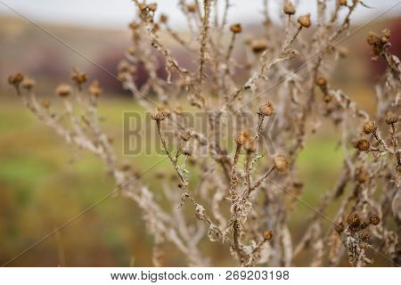 Dry Prickly Plant, Thistle, Close Up, Autumn.