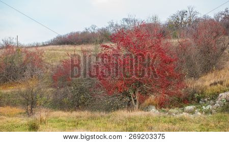 Autumn Red Berries Of A Hawthorn Tree Crataegus Monogyna In A Rural Landscape