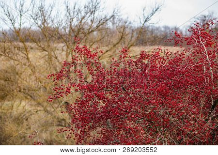 Autumn Red Berries Of A Hawthorn Tree Crataegus Monogyna In A Rural Landscape
