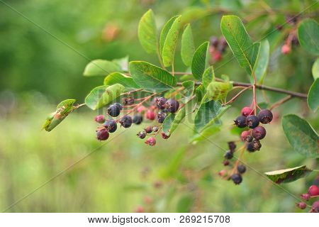Wild Ripe Berries Of Irga, Berry Picking.
